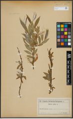 Foto von Salix alba L.